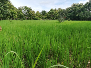 Paddy fields on farm